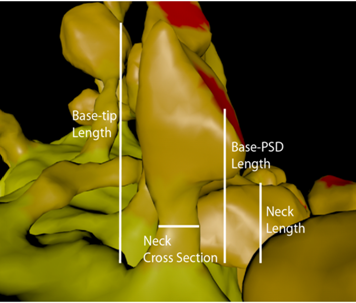 NeuroModeling