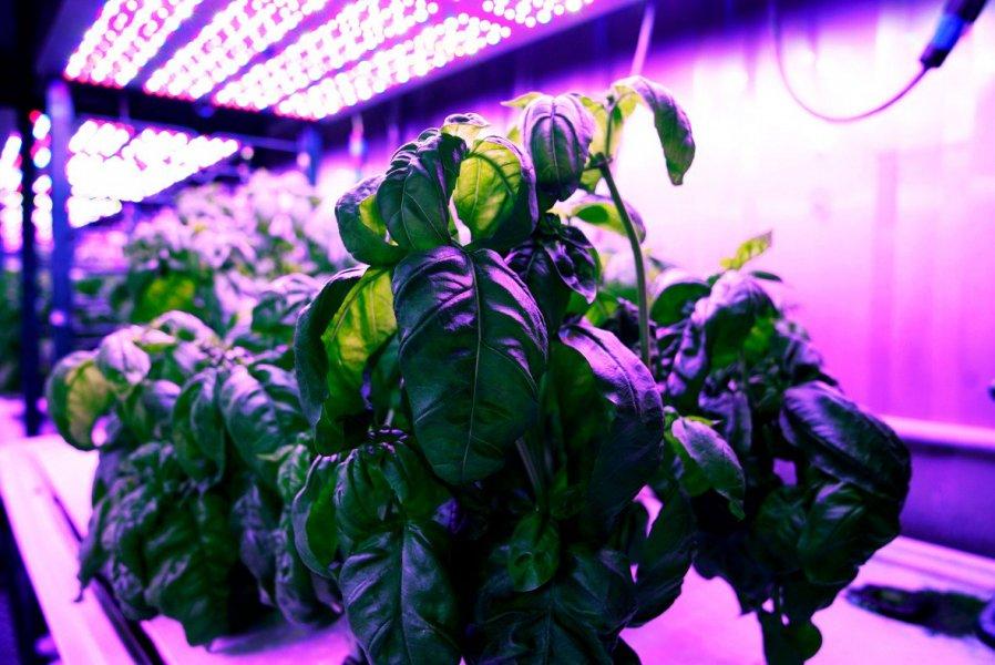 Basil plant in hydroponic growing lab.