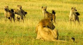 Hyenas mobbing a lion