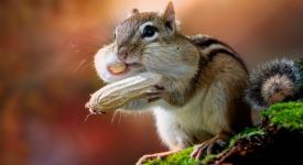 a chipmunk stuffing peanuts into its cheeks