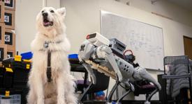 A white german shepherd mix appearing dog standing next to a robotic guide dog.