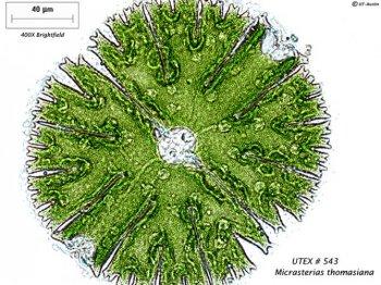 UTEX #543 Micrasterias thomasiana