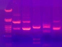 Gel electrophoresis is a classic method that uses electricity separates DNA fragments on a gel into bands based on fragment size It is a technique used by geneticists to identify specific genes in a sample of DNA. Dhillon and Marcotte explored genetic connections computationally to create their networks.