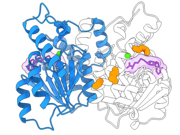 A colorful ribbon with elaborate twirls and twists represents the three dimensional shape of a molecule